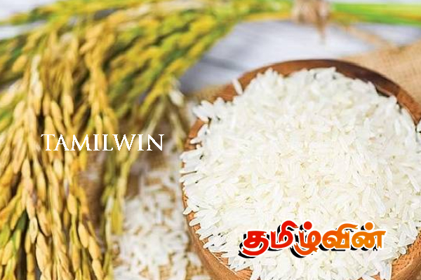 Tamil Sample Rice அரசாங்கத்தால் 16 தொன் நெல் கொள்வனவு - தமிழ்வின்