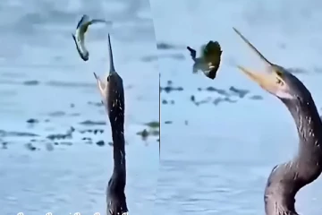 3 முறை நடந்த போராட்டம்! கடைசியில் நடந்த டுவிஸ்ட் என்ன தெரியுமா?