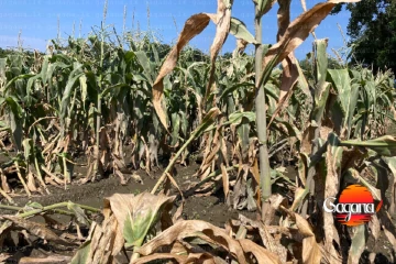 එළවලු - පළතුරු අක්කර 15000ක් විනාශයි