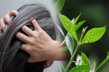 நரைமுடியை கருப்பாக்க இந்த ஒரு இலை போதும்.., எப்படி பயன்படுத்துவது?