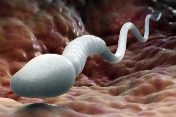 ஆண்களின் விந்தணு உற்பத்தியை வேகமாக அதிகரிக்கனுமா? பூஸ்ட் கொடுக்க இந்த உணவுகளை உடனே சாப்பிடுங்க!