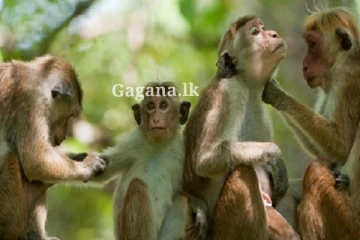 රිළවුන්ටත් වඳ සැත්කමක්?. - ලංකාවේ කරන්න යන දේ..