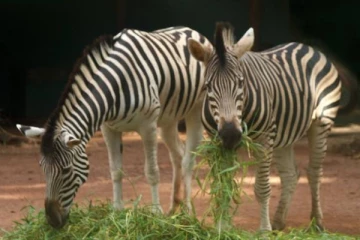 இலங்கையில் பெரும் சோகம்... பரிதாபமாக உயிரிழந்த நாட்டின் கடைசி ஆண் வரிக்குதிரை!