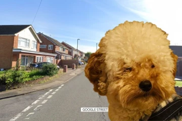 பிரித்தானியாவில் வீட்டு நாய் கடித்ததில் பெண் குழந்தைக்கு நேர்ந்த கதி: சோகத்தில் வாடும் குடும்பம்!