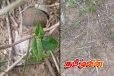 மட்டுவில் கைவிடப்பட்டிருந்த இரு கைக்குண்டுகள் மீட்பு