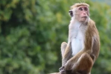 මෙරට රිලවුන් චීනයට යනවාට එජාප ප්‍රබලයෙක් අකමැති වෙයි.