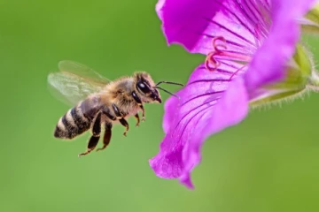 உலகில் முதன்முறை தேனீக்களுக்கு நோய்த் தடுப்பு மருந்து!
