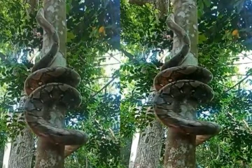 மனிதர்கள் போல் மரமேறும் பாம்பு: திக் திக் வீடியோ பதிவு!