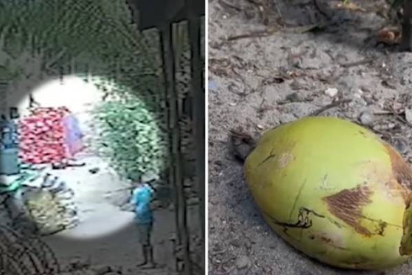தேங்காய் விழுந்து இரண்டு வயது குழந்தை உயிரிழப்பு | Child Dies In Coconut Fall Puttalam