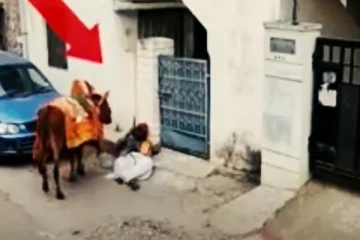 திடீரென்று சுருண்டு விழுந்த பூம்பூம் மாட்டுக்காரர்..... பாசத்தால் பதறி மாடு! ஓடி வந்து உதவிய குட்டி தேவதை