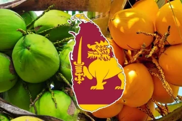 இலங்கையின் இளநீர் ஏற்றுமதியில் பாரிய வீழ்ச்சி