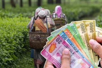 பெருந்தோட்ட தொழிலாளர்களுக்கு மகிழ்ச்சித் தகவல்; சம்பளம் அதிகரிப்பு