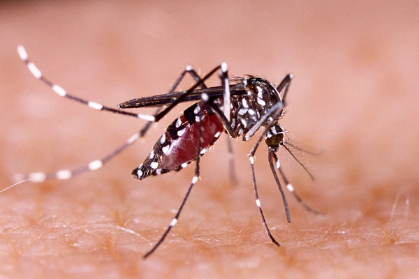 வாரத்திற்கு 190 மில்லியன் கொசுக்களை உற்பத்தி செய்யும் தொழிற்சாலை - பின்னணி என்ன? | Why Brazil Opened Largest Mosquito Factory