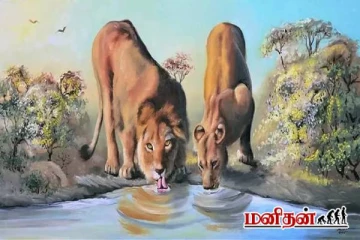 இதில் நான்கு சிங்கங்களை கண்டுபிடிக்க முடியுமா?