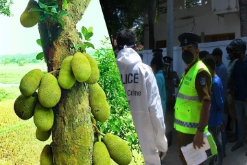 பலாப்பழம் பறிக்கச் சென்றவர் பரிதாப மரணம்