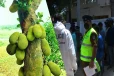 பலாப்பழம் பறிக்கச் சென்றவர் பரிதாப மரணம்