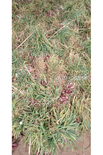 வெங்காயத்தால் ஏற்பட்ட சிக்கல்: கவலையில் விவசாயிகள் | Onion Problem Farmers Worried