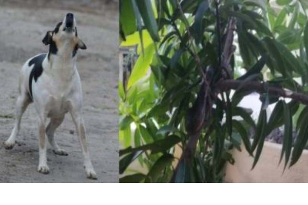 மரத்தைப் பார்த்து தொடர்ந்து குரைத்துக்கொண்டிருந்த நாய்: அவதானித்த உரிமையாளருக்கு கிடைத்த பேரதிர்ச்சி | Snake In Tree Watch Dog Barking