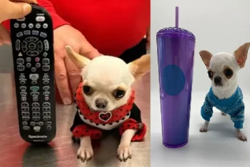 உலகின் ஆகக் குட்டையான நாய்; வெறும் 12.7 செண்டிமீட்டர் தான் உயரம்