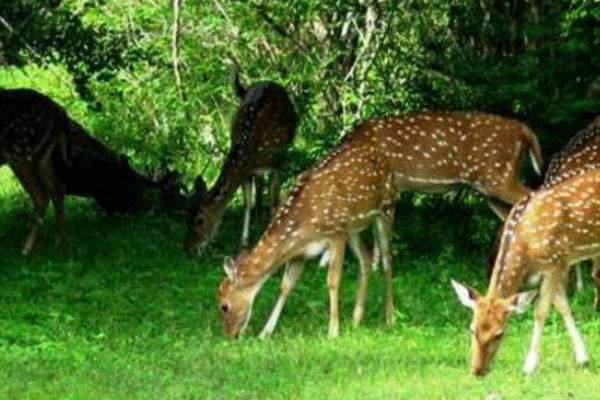 யால சரணாலயத்தில் பேயாட்டம் ஆடியது அமைச்சரின் மகனா? | Minister S Son Who Haunted Yala Sanctuary
