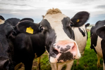 பிரான்சில் கொல்லப்பட இருக்கும் 219 பசுக்கள்: கால்நடை நோய் தொற்று காரணமாக நடவடிக்கை...