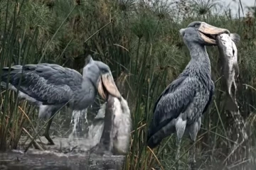 Viral Video: நாரை ஒன்றிடம் சிக்கிய மிகப்பெரிய மீன்... ஸ்டைலைப் பாருங்க