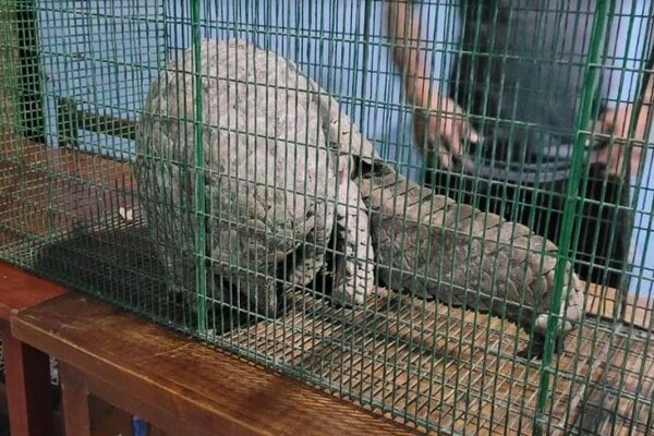 முல்லைத்தீவில் அரியவகை விலங்குடன் சிக்கிய நபர்! | A Person Caught With A Rare Animal In Mullaithivu