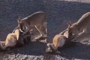 குட்டியை சுற்றி வளைத்த ராட்சத பாம்பு... தாய் கங்காருவின் கலங்க வைக்கும் பாச போராட்டம்