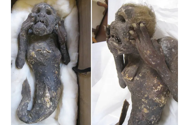 வலையில் சிக்கிய 300 ஆண்டுகள் பழைமையான கடற்கன்னி வடிவில் மம்மி - சாகாவரம் தருமா கடற்கன்னி இறைச்சி? தீவிர சோதனை - தமிழ்நாடு