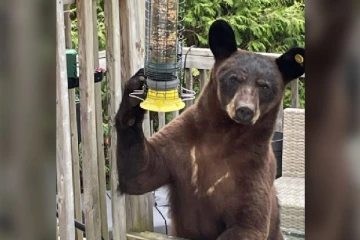 கனடாவில் கரடி ஒன்றை சுட்டுக் கொன்ற பொலிஸார்: ஏன் தெரியுமா?