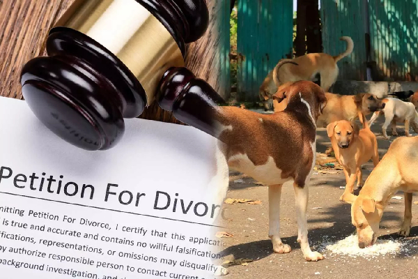 தெருநாய் மீது பாசத்தை கொட்டிய மனைவி - விரக்தியில் கணவர் எடுத்த முடிவு! | Wife Love Stray Dogs Husband Divorce Gujarat