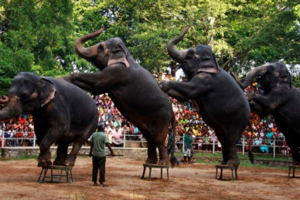 தெஹிவளை தேசிய மிருகக்காட்சிசாலையை பார்வையிட இலவச வாய்ப்பு! | Free Chance To Visit Dehiwela National Zoo