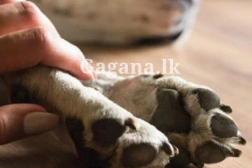 සුරතල් බලු පැටවාගේ වියෝව දරාගත නොහැකිව දැරියක් කරගත් දෙයක්.. සියල්ලන් හඬා වැළපෙයි..