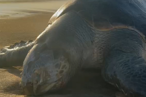 உயிரிழந்த நிலையில் கரையொதுங்கிய அரியவகை கடலாமை | A Rare Species Of Sea Turtle Washed Ashore Dead