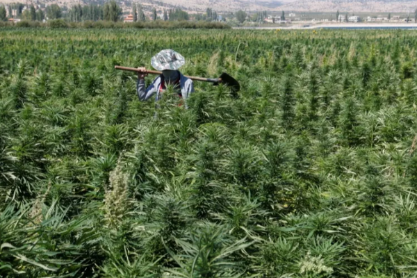 இலங்கையில் கஞ்சா பயிரிட வெளிநாட்டவர்களுக்கு அனுமதி! | Foreigners Cultivate Cannabis In Sri Lanka