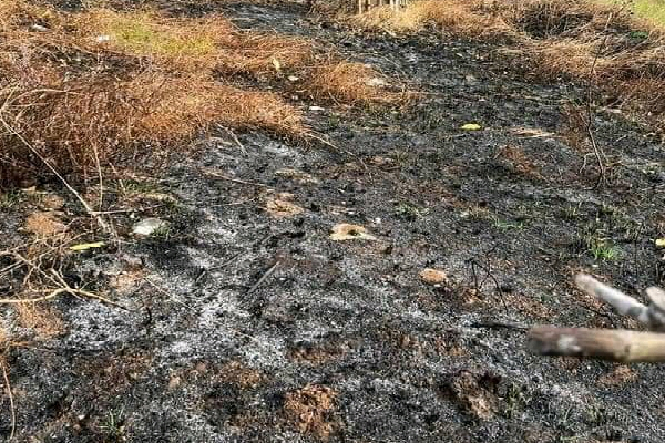 ஆனையிறவில் விசமிகள் செயலால் தீயில் கருகிய மரங்கள்! (Photos) | The Trees Burned By Fire
