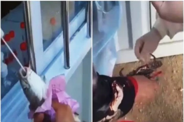 ஆச்சரியம்...மீன்களுக்கு கொரோனா தொற்று? - மீன், நண்டுகளுக்கு சீனாவில் பரிசோதனை