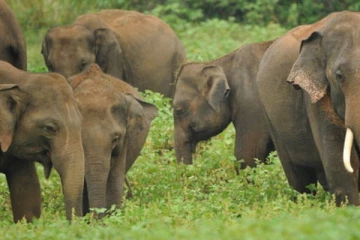 අලි ගනින්න යන අලුත් වැඩපිළිවෙල..