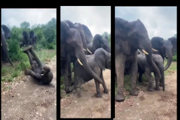 அழாதே... நாங்க இருக்கோம்... கீழே தள்ளிவிடப்பட்ட குட்டி யானை மீட்டு சமாதானப்படுத்திய பெரிய யானைகள்!