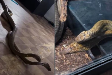 ராஜ நாகங்களின் புனையல்... வைரலாகும் காணொளி!