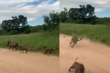 சிறுத்தையிடமிருந்து தப்பி மின்னல் வேகத்தில் சிட்டாய் பறந்த காட்டுப் பன்றிகள்... ஒலிம்பிக் எல்லாம் ஓரமாய் போய் நிக்கணும்!