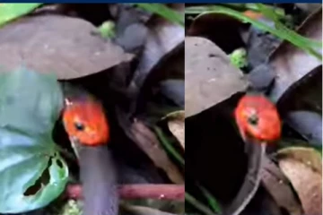 ஒரு பாம்பு மற்றொரு பாம்பை விழுங்கும் அதிரவைக்கும் வீடியோ!