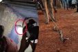 Viral Video: வீட்டிற்குள் பதுங்கியிருந்த பாம்பு... சாமர்தியமாக பிடித்த நபர்