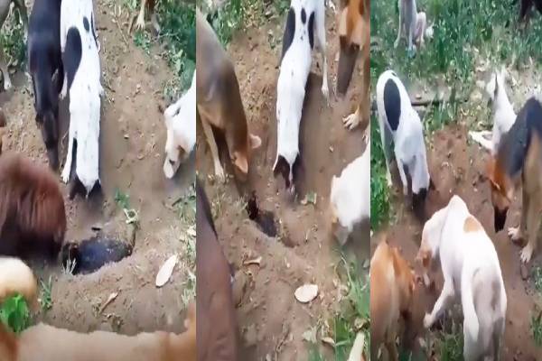 உயிரிழந்த நாயை சக நாய்கள் சேர்ந்து அடக்கம் செய்யும் நெகிழ்ச்சி காட்சிகள் - வைரலாகும் வீடியோ - தமிழ்நாடு