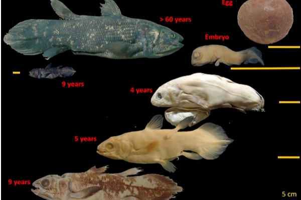 වසර 100ක් නොනැසී ජීවත්වන “ජීවමාන ෆොසිලය” | Living Fossil Of A Cilantro Fish