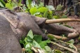 சுற்றுலா பயணிகளை கவர்ந்த யானை உயிரிழப்பு