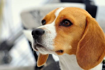 பெங்களூருவுக்கு வந்திறங்கிய 3000 கிலோ நாய் இறைச்சி? பின்னணியில் யார்?