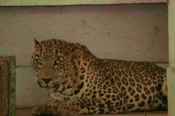 இலங்கையில் பொறியில் சிக்கிய சிறுத்தை குட்டி: தோட்ட உரிமையாளர் கைது!