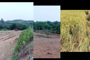 குடியாத்தம் அருகே விவசாய நிலங்களுக்குள் புகுந்த ஒற்றைக் காட்டு யானை வனப்பகுதிக்குள் விரட்டியடிப்பு!