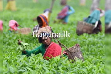 වතු කම්කරුවන්ට වූ පොරොන්දුව මෙතෙක් ඉටු වී නැහැ....